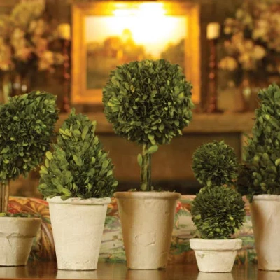Napa Home & Garden Set Of 8 Topiaries In Green
