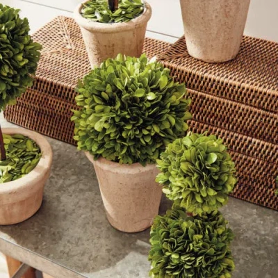 Napa Home & Garden Set Of 8 Topiaries In Green