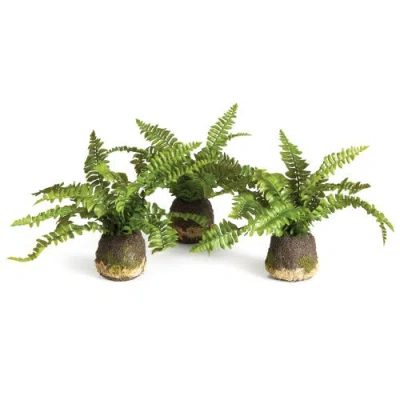 Napa Home & Garden Set Of 3 Boston Fern Drop-ins In Green