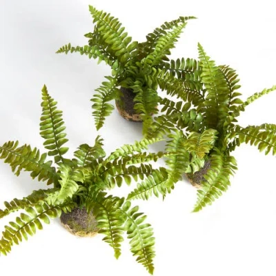 Napa Home & Garden Set Of 3 Boston Fern Drop-ins In Green