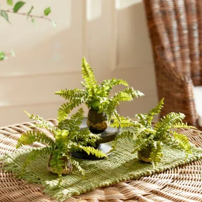 Napa Home & Garden Set Of 3 Boston Fern Drop-ins In Green