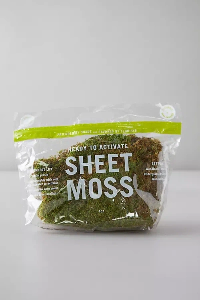 Terrain Preserved Sheet Moss