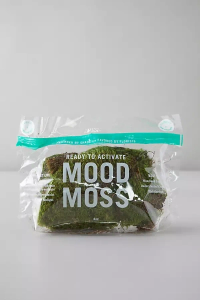 Terrain Preserved Mood Moss