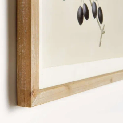 Napa Home & Garden Olive Stems Study Set Of 4 In Multi