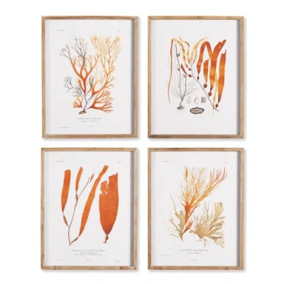 Napa Home & Garden Coral Reef Study Set Of 4 In Multi
