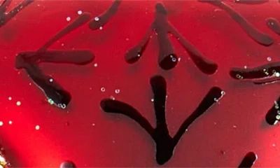 Christopher Radko Nutty Noel Glass Ornament In Multi