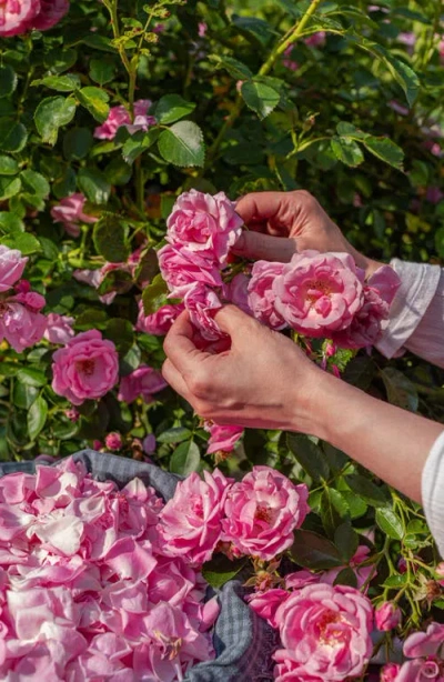 Ember Wellness 01 Hydrosol Face Mist In Transparent