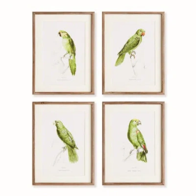 Napa Home & Garden 17.75"w X 1"d X 23.5"h Parrot Illustrations In Green Framed Wall Art Set Of 4 In Green