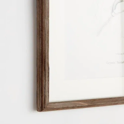 Napa Home & Garden 17.75"w X 1"d X 23.5"h Parrot Illustrations In Green Framed Wall Art Set Of 4 In Green