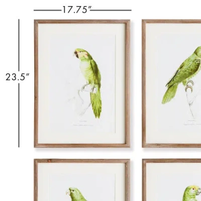 Napa Home & Garden 17.75"w X 1"d X 23.5"h Parrot Illustrations In Green Framed Wall Art Set Of 4 In Green