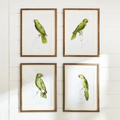 Napa Home & Garden 17.75"w X 1"d X 23.5"h Parrot Illustrations In Green Framed Wall Art Set Of 4 In Green