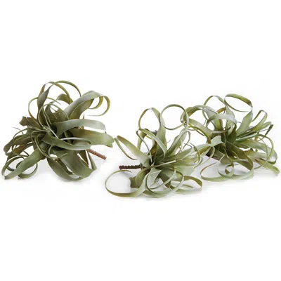 Napa Home & Garden Tillandsia Set Of 3 In Green