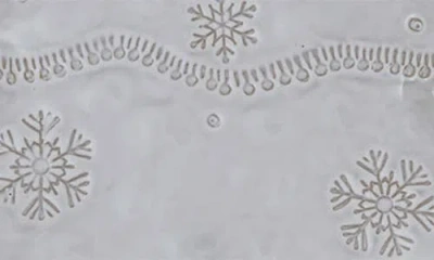 Creative Co-op Stoneware Tree Dish In Gray