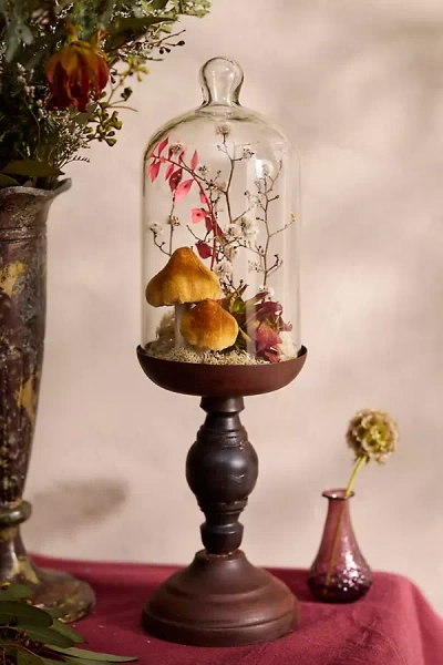 Terrain Miniature Glass + Iron Curiosity Cloche In Multi