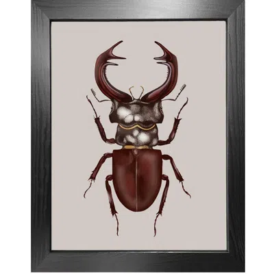 Emily Carter Brown Antique Stag Beetle Fine Art Print A4 In Brown