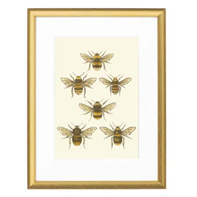 Emily Carter Gold 'british Bees' Fine Art Print A4 - Colour In Gold