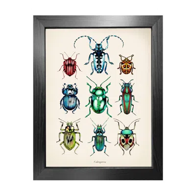Emily Carter 'antique Tropical Beetles' Fine Art Print A3 In Multi