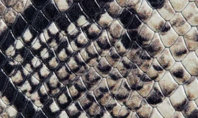 Martine Rose Classic Champagne Cap Snakeskin Embossed Leather Belt In Gray