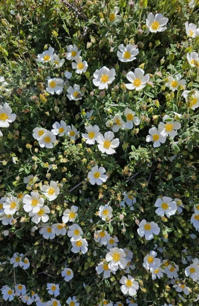 Vitruvi Fragrance Refill For Diffuser In Blue