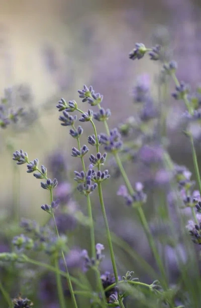 Vitruvi Fragrance Refill For Diffuser In Purple