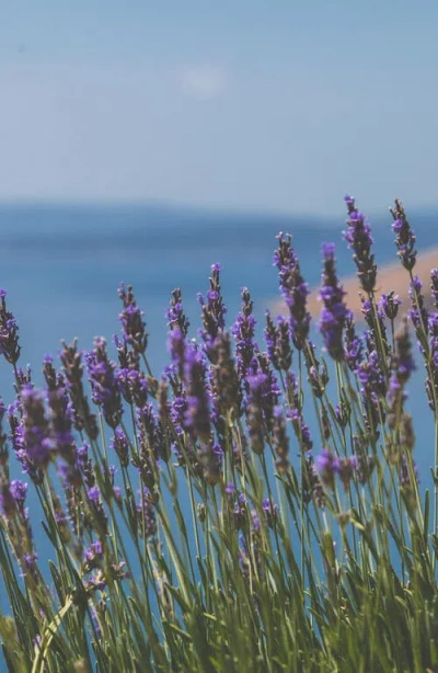 Vitruvi Plug-in Scent Refill In Blue