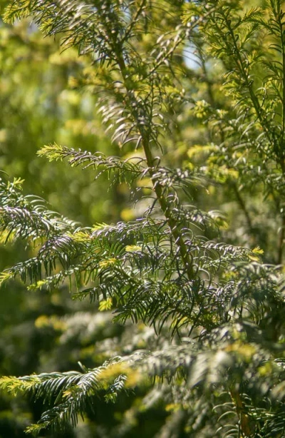 Vitruvi Fragrance Refill For Diffuser In Orange