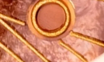 Solar Eclipse Hand Painted Emperor Silk Moth Claw Clip In Brown