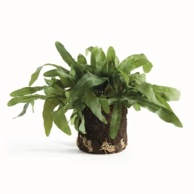 Napa Home & Garden Echeveria Fern Artificial Plant Drop-in In Green