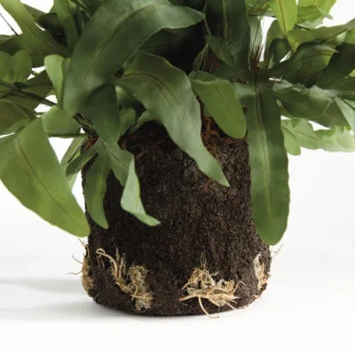 Napa Home & Garden Echeveria Fern Artificial Plant Drop-in In Green