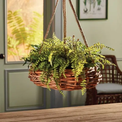 Napa Home & Garden Boston Fern Rustic Drop-in In Brown