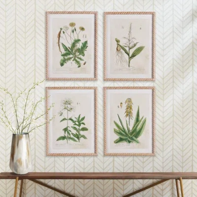 Napa Home & Garden Vintage Botanical Study Set Of 4 In Brown
