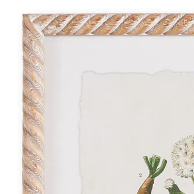 Napa Home & Garden Vintage Botanical Study Set Of 4 In Brown