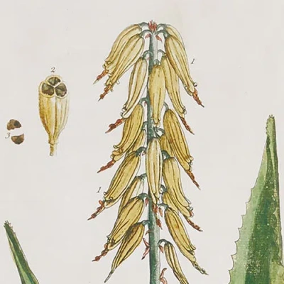 Napa Home & Garden Vintage Botanical Study Set Of 4 In Brown