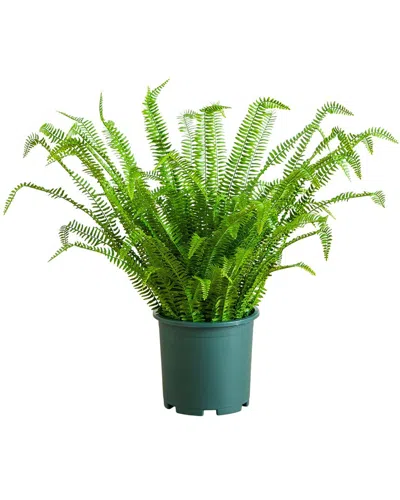 Nearly Natural 3ft Uv-resistant Artificial Boston Fern Plant With Real Touch  Leaves (indoor/outdoor In Green