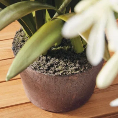 Napa Home & Garden 29in Agapanthus Drop In In Multi