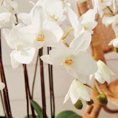 Napa Home & Garden 36in Phalaenopsis Drop-in In White