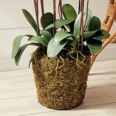 Napa Home & Garden 36in Phalaenopsis Drop-in In White