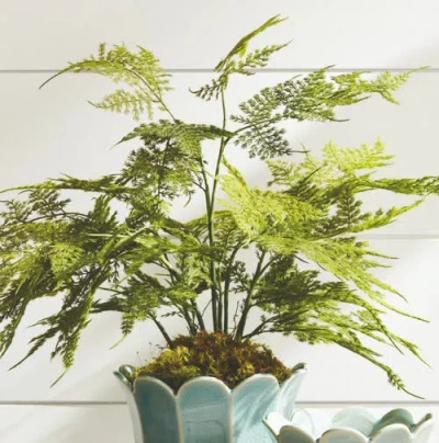 Napa Home & Garden Plumosa Fern Artificial Plant Drop-in In Green
