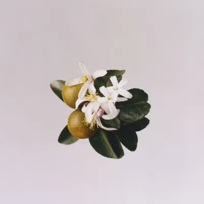 Liberty Lbty. Liberty Maze Eau De Parfum In Transparent