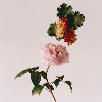 Liberty Lbty. Wild Rosinda Eau De Parfum