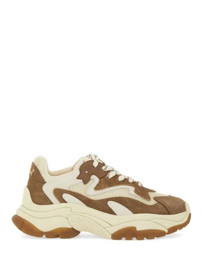 Ash Sneaker Addict In Brown