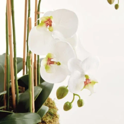 Napa Home & Garden Phalaenopsis Orchid Bowl Drop-in 35" In White