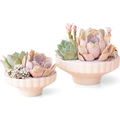 Jungle Club Delphine Low Bowl In White