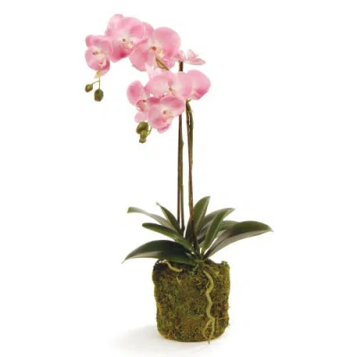 Napa Home & Garden Phalaenopsis Orchid Drop-in 23" In Multi