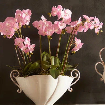 Napa Home & Garden Phalaenopsis Orchid Drop-in 23" In Multi