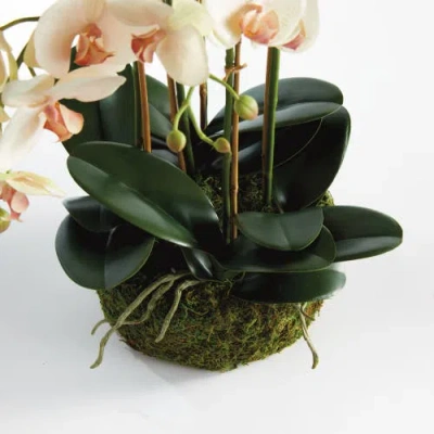 Napa Home & Garden Phalaenopsis Orchid Bowl Artificial Plant Drop-in In Multi