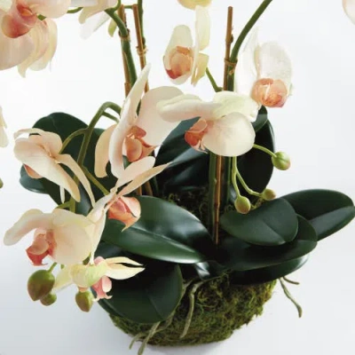Napa Home & Garden Phalaenopsis Orchid Bowl Artificial Plant Drop-in In Multi