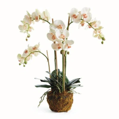 Napa Home & Garden Phalaenopsis Orchid Artificial Plant Drop-in In Multi