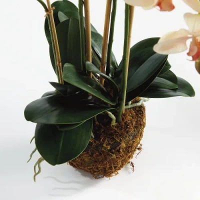 Napa Home & Garden Phalaenopsis Orchid Artificial Plant Drop-in In Multi
