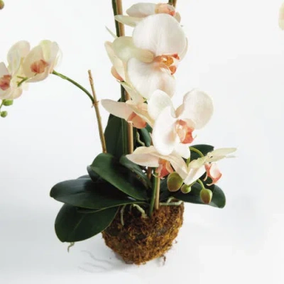 Napa Home & Garden Phalaenopsis Orchid Artificial Plant Drop-in In Multi